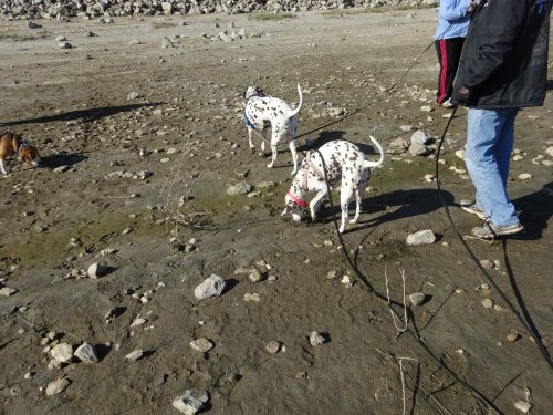 dogs on the beach