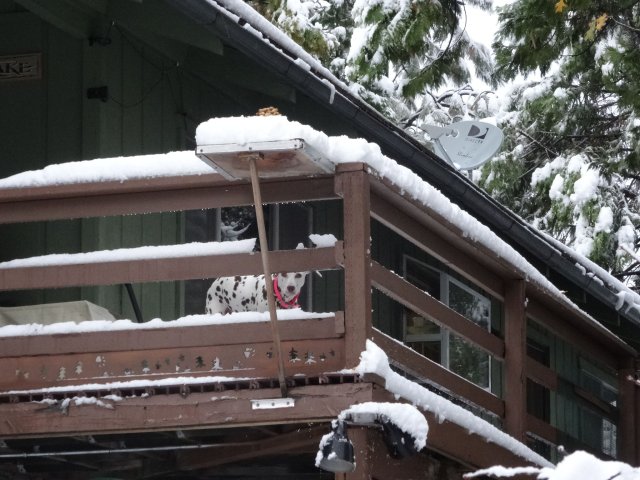 dogs on the deck