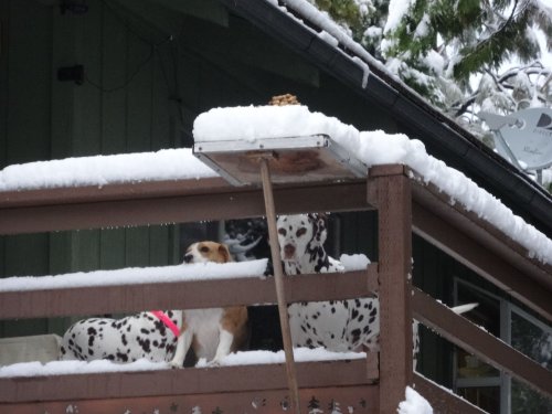 Dogs and snow