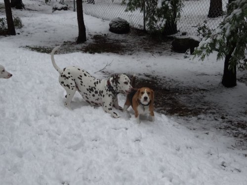 Dogs playing in the snow