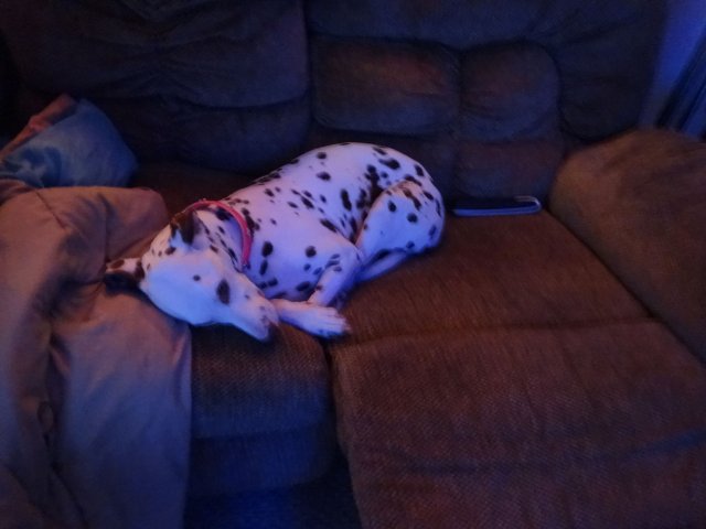 Dixie