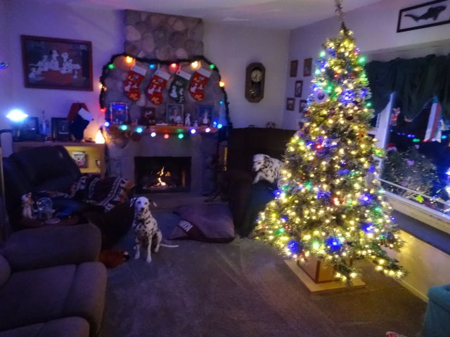 Dixie and Lucky by Christmas decorations