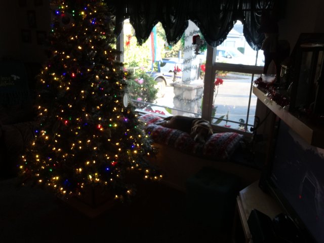Blake in window by Christmas tree