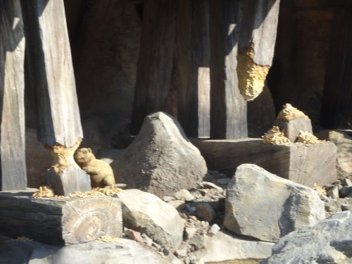 beaver work on the Rivers of America