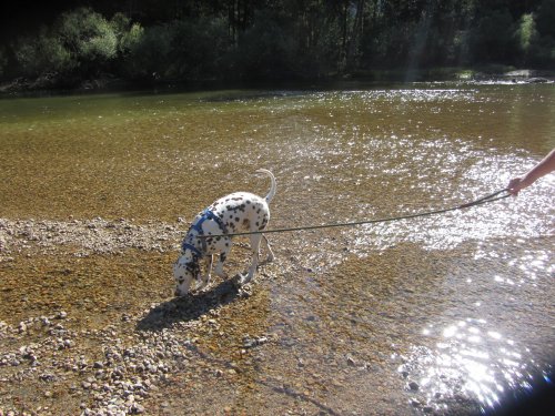 Lucky in the Merced River