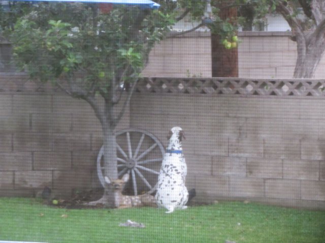 Lucky looking for a squirrel