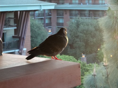 pigeon perched
