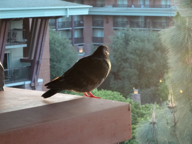 pigeon perched