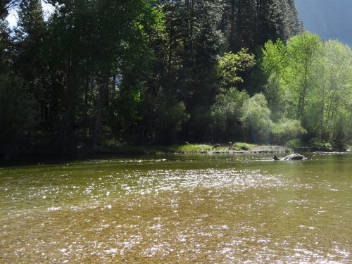 Deer by Merced river