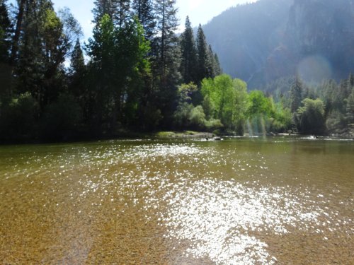 Deer by Merced river