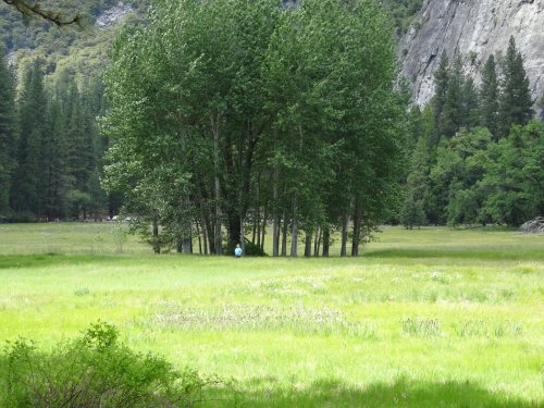 Mom in the meadow
