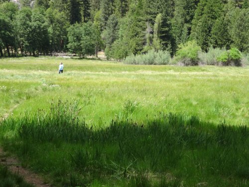 Mom in the meadow