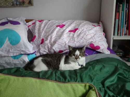 JC relaxing on Melissa's bed