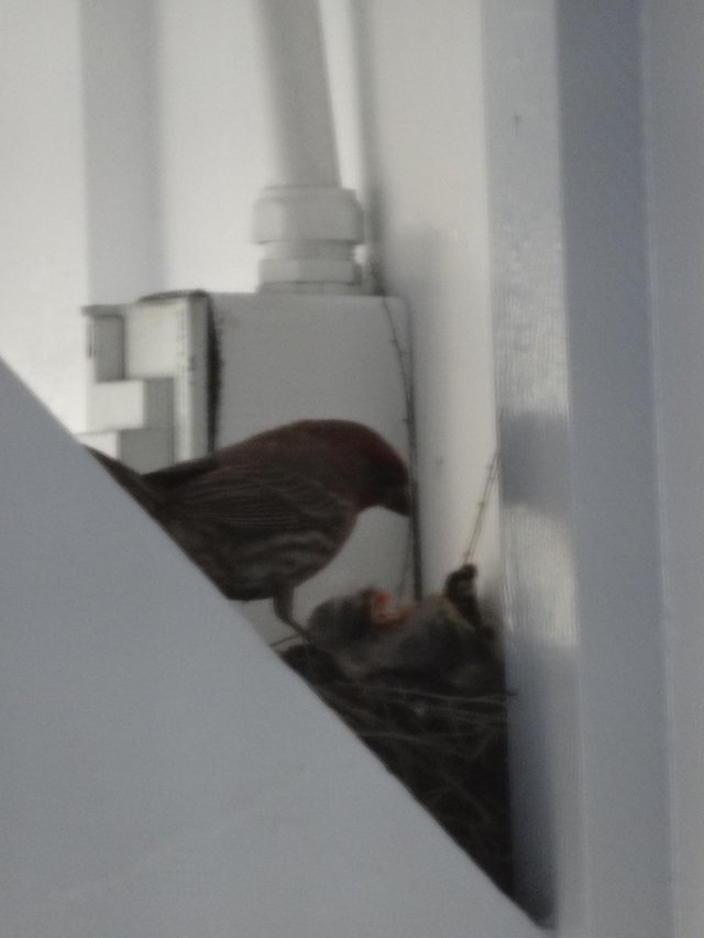 baby birds on our front porch