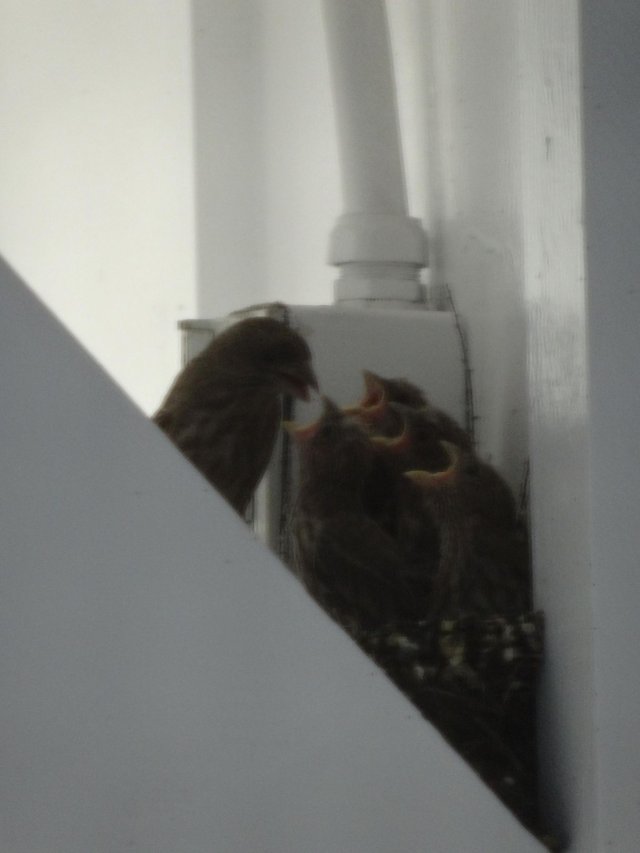 mom feeding baby birds