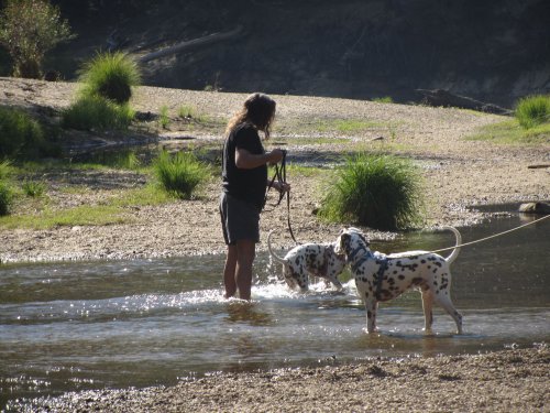 Dad and dogs