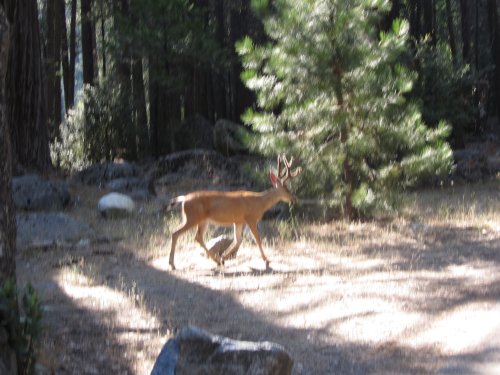 Buck crossing the bike path