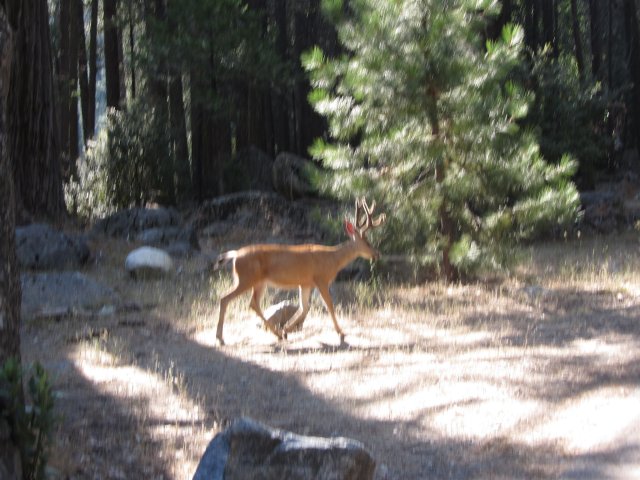 Buck crossing the bike path