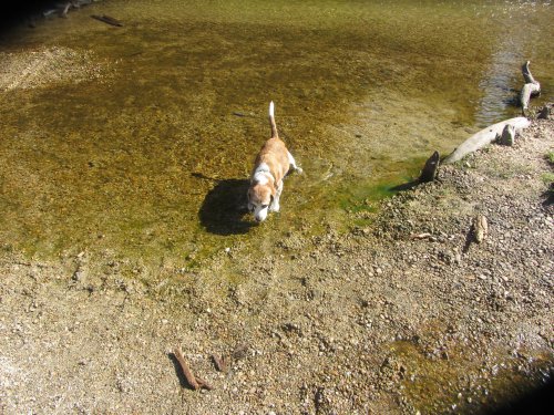 Riley in the river