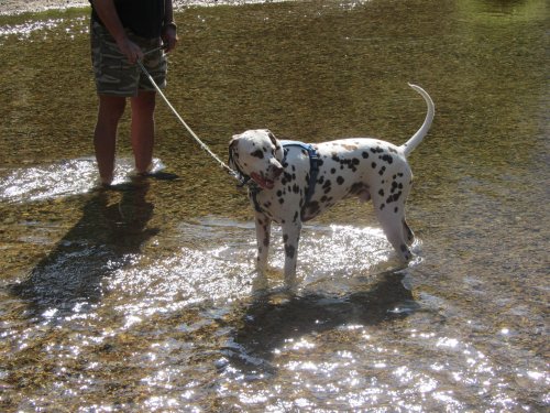 Lucky cooling his toes
