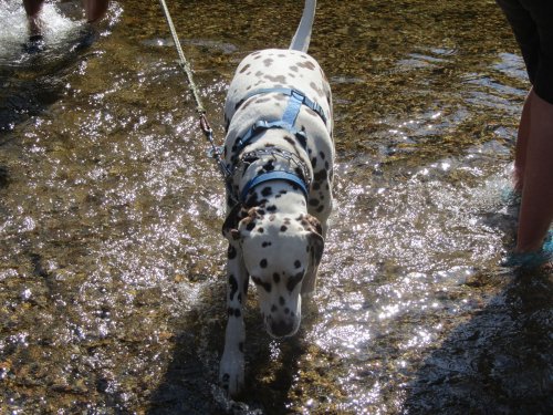 Lucky getting a drink