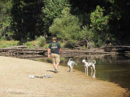 Jonny and dogs