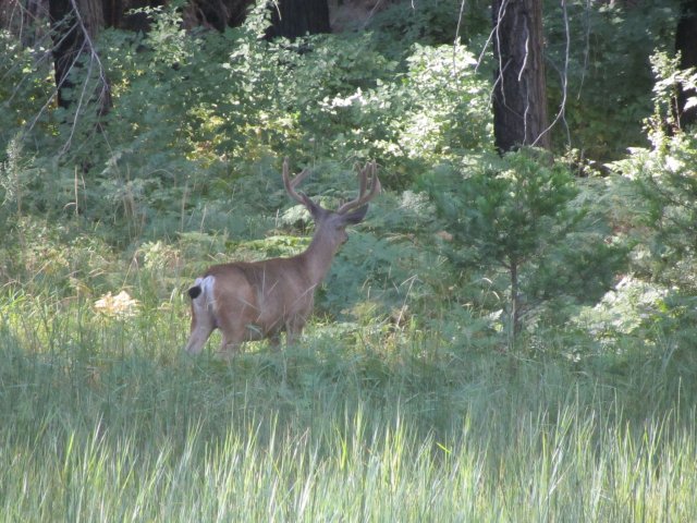 Deer in meadow