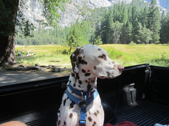 Lucky in truck