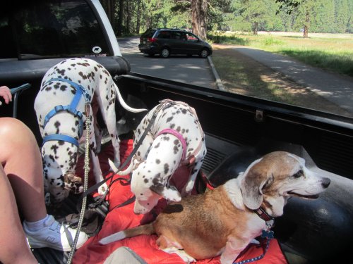 Dogs in truck