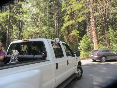 Lucky and Dixie