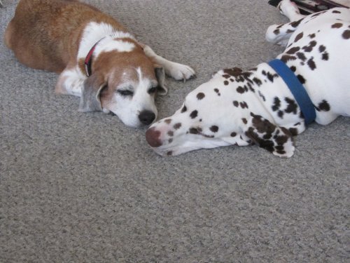 Riley and Lucky relaxing