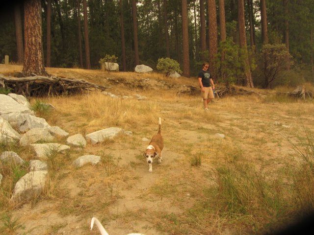Riley exploring the beach