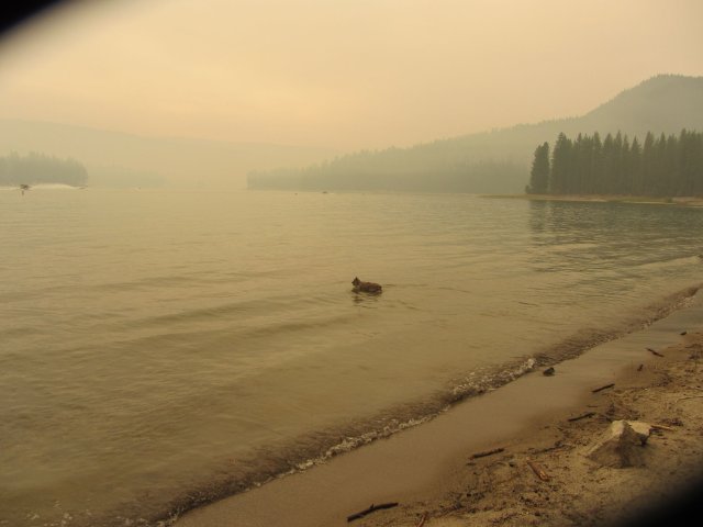 Zeke chasing a stick