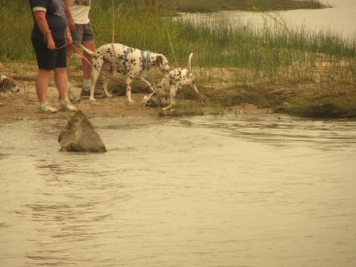 Dogs digging