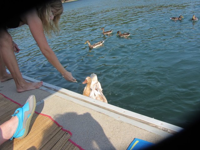 Kim feeding duck