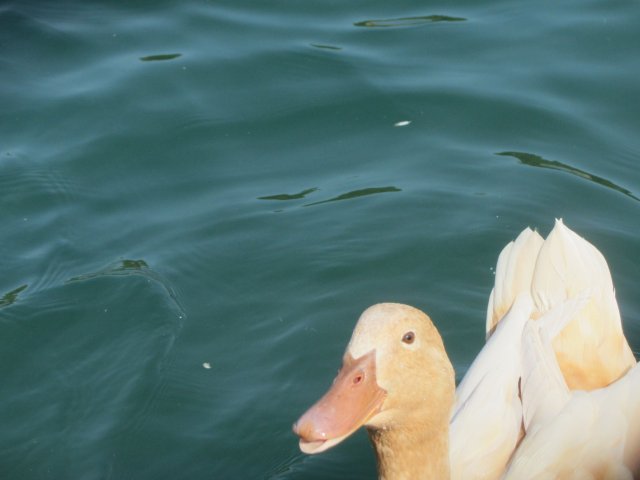 White duck