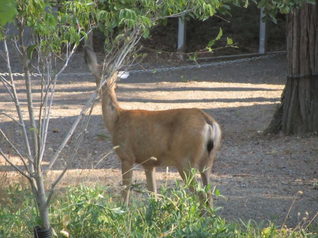 Deer by cabin