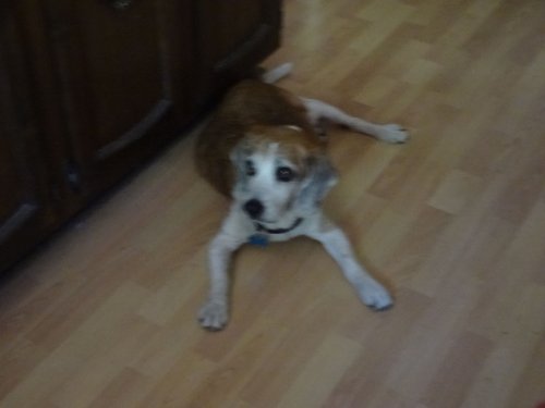 Riley relaxing in the kitchen at Bass Lake