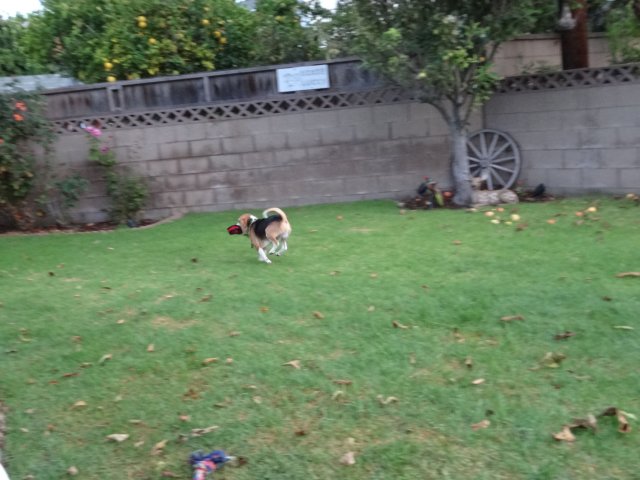 Blake playing in yard