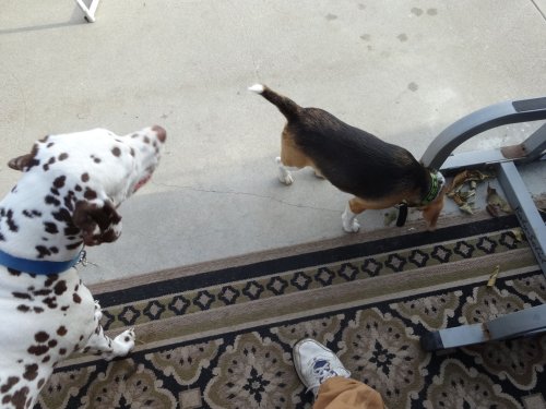 Lucky and Blake