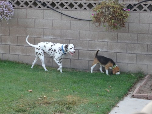 Lucky and Blake