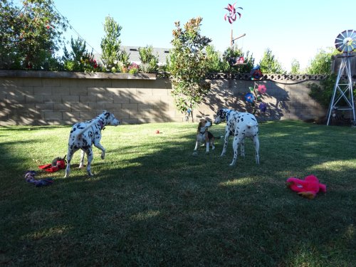 Dixie, Blake and Lucky playing