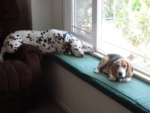 Lucky and Blake relaxing