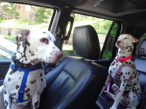 Lucky and Dixie