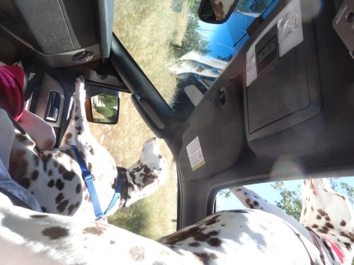 Lucky and Dixie
