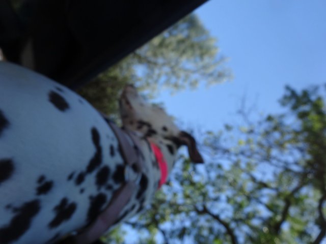 Dixie