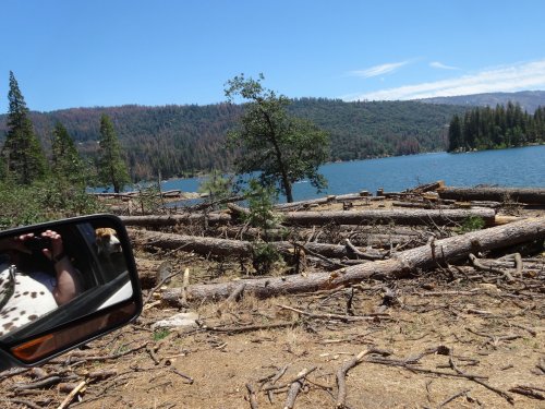 tree removal at Bass Lake
