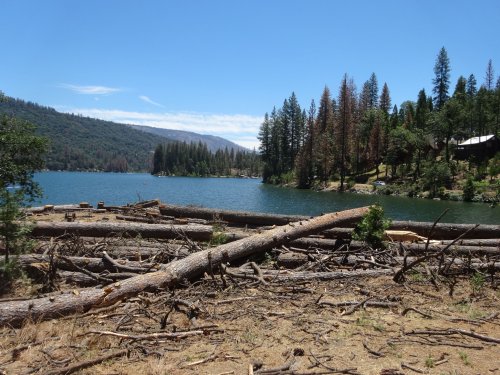 tree removal at Bass Lake