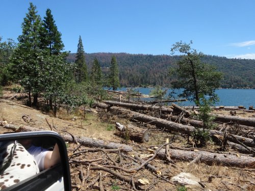 tree removal at Bass Lake