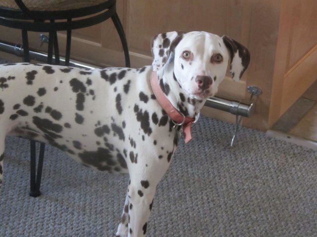 Dixie